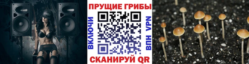 Галлюциногенные грибы GOLDEN TEACHER  Моздок 